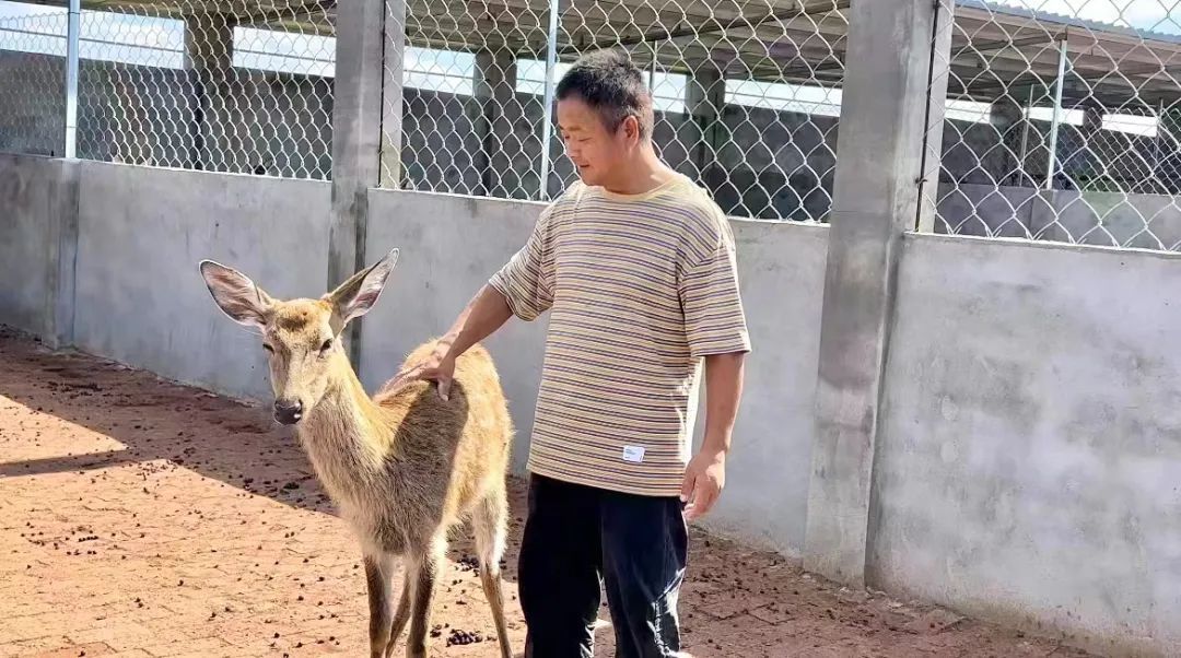 糖果传奇中文版